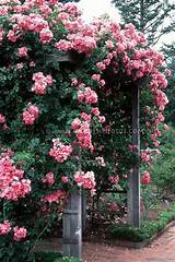 Images of Best Climbing Roses For Trellis