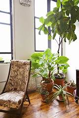 Decorating Indoors With Plants Images