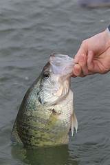 Photos of Crappie Fishing Guides In Arkansas