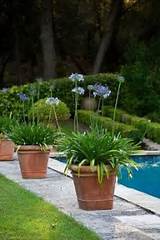Pool Landscaping Potted Plants Images