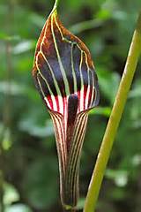Jack In The Pulpit Flower Picture Pictures