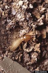 Images of Subterranean Termite Pictures
