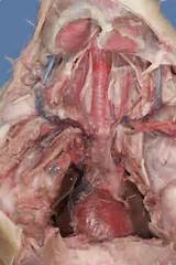 Images of Rat Uterus