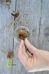 Storing Flower Seeds Pictures