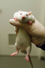 Pictures of Lab Rat