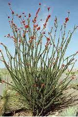 Images of Southwest Landscape Plants