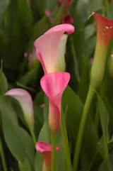 Photos of Zantedeschia Flower