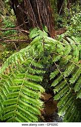 Images of New Zealand Silver Fern