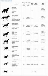 Photos of Dog Clothes Chart