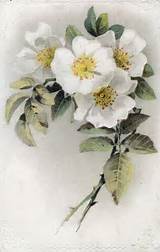 White Flower Art Pictures