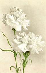 White Flower Art