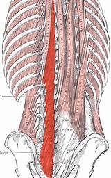 Images of Core Muscles Multifidus