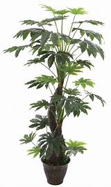 Cheap Artificial Trees Indoor Pictures