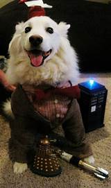 Dog Doctor Halloween Costume Photos