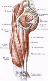 Gracilis Muscle Exercise Images