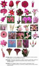 List Of Flowers By Color
