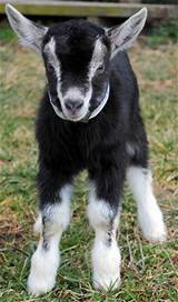 Pictures of Goat Milk Indiana