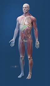 Photos of Human Anatomy Software