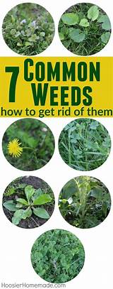 How To Get Rid Of Weeds And Grass In Garden Images