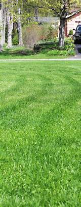 Lawn Mowing Service Fairfax Va Pictures