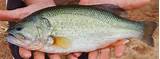Sunfish Pond Fish