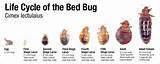Images of How To Get Rid Of Bed Bugs Early Stages