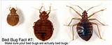 Photos of Bed Bug Treatment Chicago