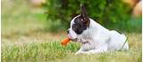 Can Dogs Eat Carrots Pictures