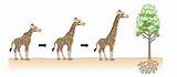 Lamarcks Theory Of Evolution Vs Darwins