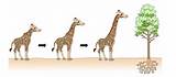 Giraffe Theory Of Evolution Pictures