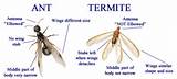 Termite Identification California Pictures