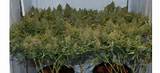 Pictures of How To Grow Big Marijuana Plants
