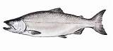 Chinook Fish Pictures