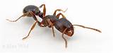 Carpenter Ants Japan Photos