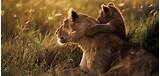 Images of Serengeti National Park Africa