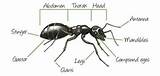 Images of Ant Anatomy