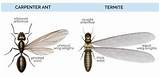 Flying Termite Vs Flying Ant Photos