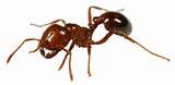 Fire Ants Eat Photos