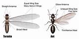 Termite Pest Species Images