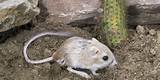What Is A Kangaroo Rat Images