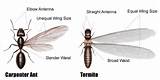 Termites Vs White Ants