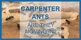 Pictures of What Causes Carpenter Ants