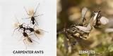 Photos of Difference Between Termites And Carpenter Ants