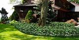 Types Of Landscape Plants Photos