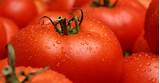 Images of Tomato Allergy Treatment