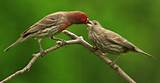 House Finch Kentucky Pictures