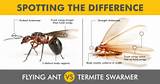 Pictures of Termite Vs Flying Ants