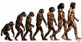 Charles Darwin Theory Of Evolution Of Man