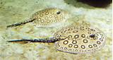 Are Stingray Fish Pictures