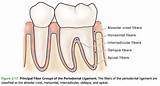 Images of Dental Alveoli
